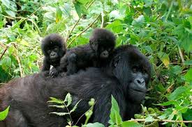 Gorilla family in Bwindi